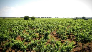 Cantine Baldassarre