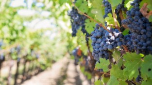 Finca Yerro Bodega Canada del Pino