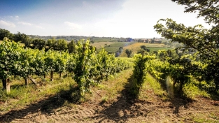 Azienda Agricola Mario Giribaldi