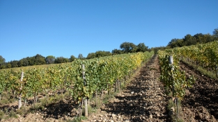 Fattoria Montepescini