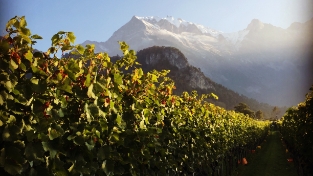 Weingut Familie Hansruedi Adank