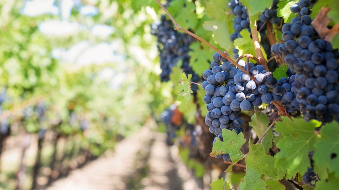 Finca Yerro Bodega Canada del Pino
