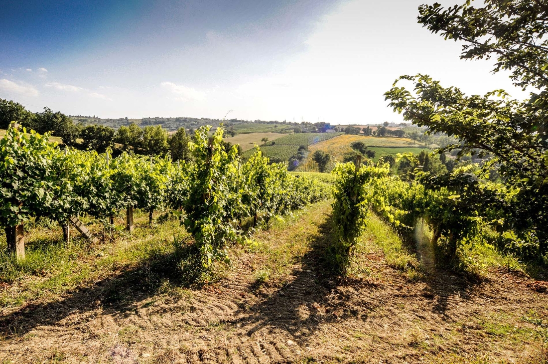 Azienda Agricola Mario Giribaldi