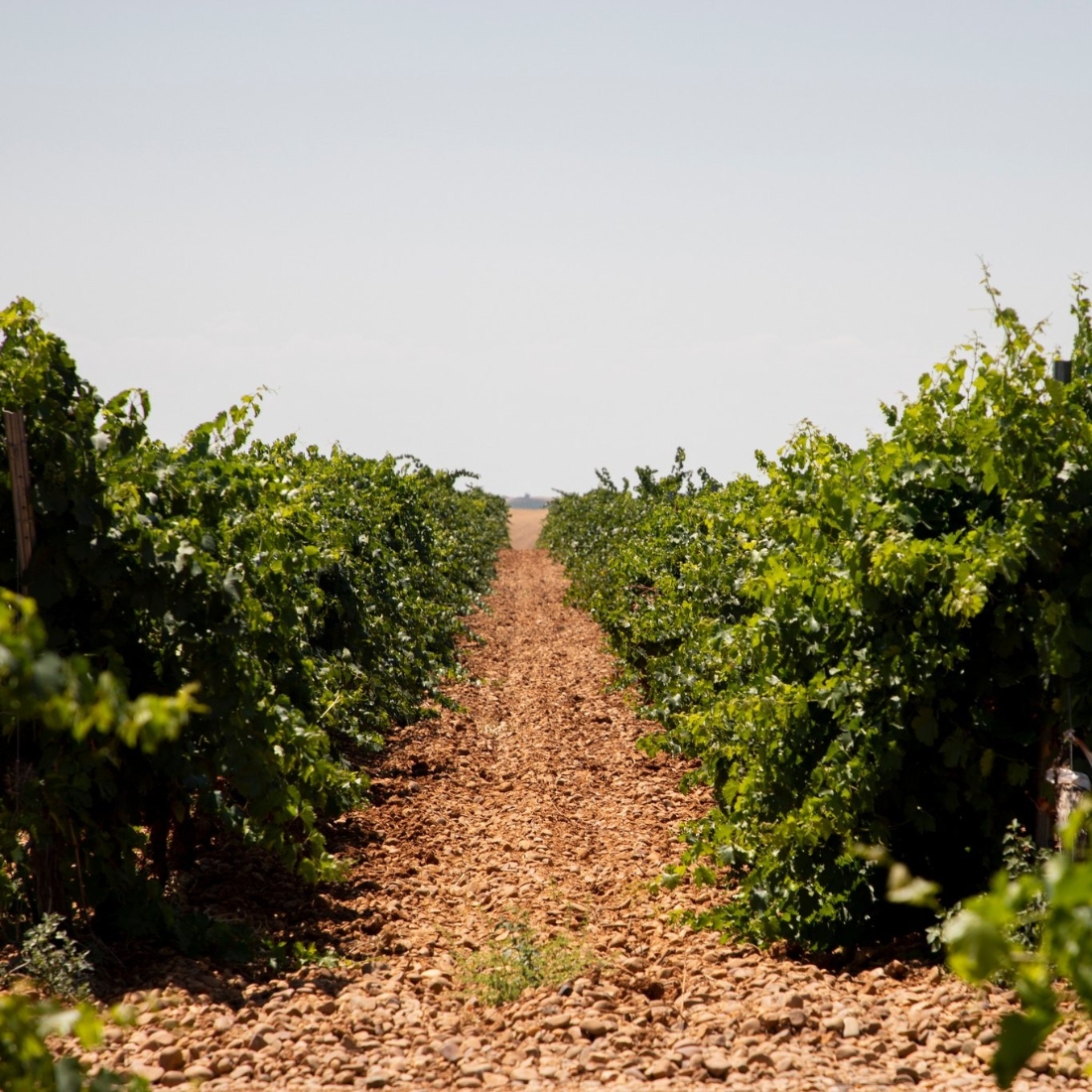 Winery Valdecuevas