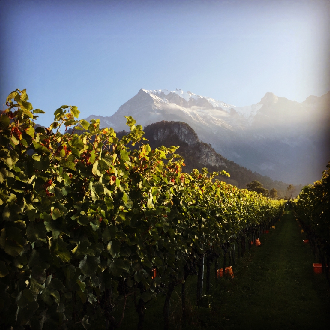 Weingut Familie Hansruedi Adank